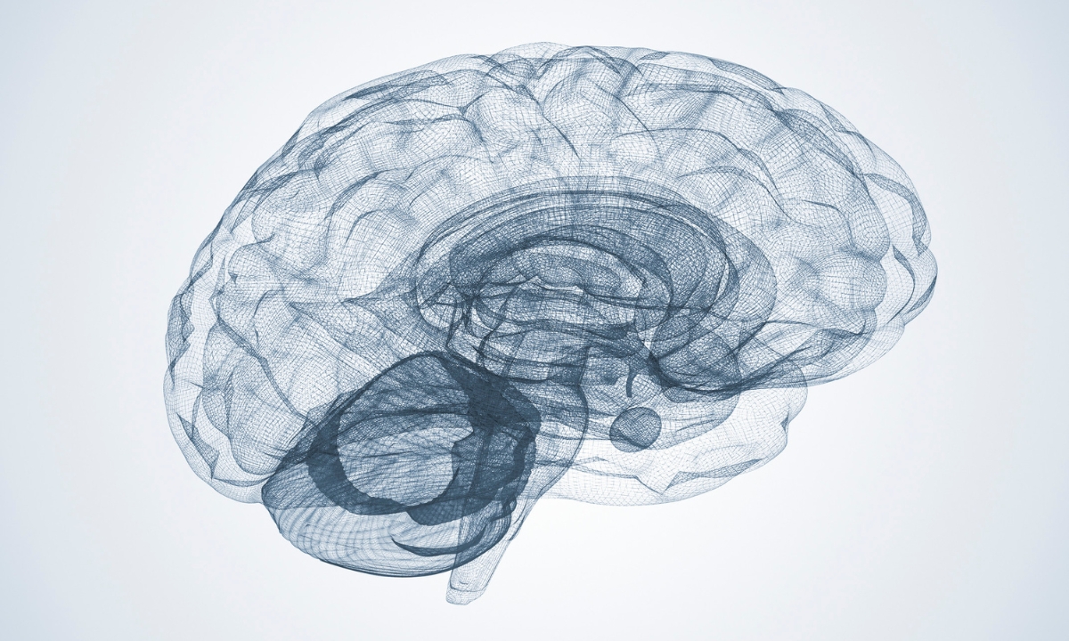 a brain model made out of a net-like material