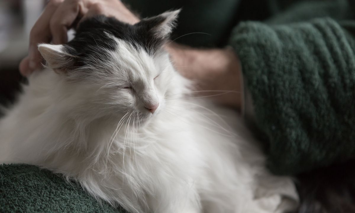 a senior's hand petting a cat